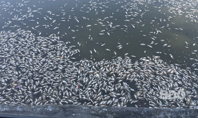 Cá chết hàng loạt ở hồ Bàu Sen
