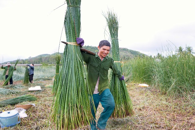 Khám phá làng nghề dệt chiếu cói ở Hoài Nhơn