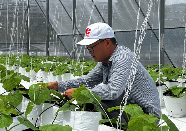 Theo Ca Organic Farm làm kinh tế nông nghiệp tuần hoàn