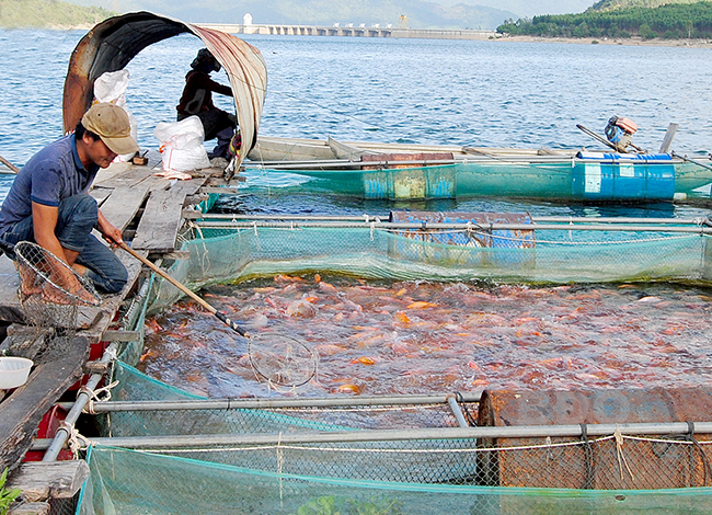 Chủ động chăm sóc “sức khỏe” thủy sản nuôi | Chi cục chăn nuôi thú y tỉnh  Bình Định