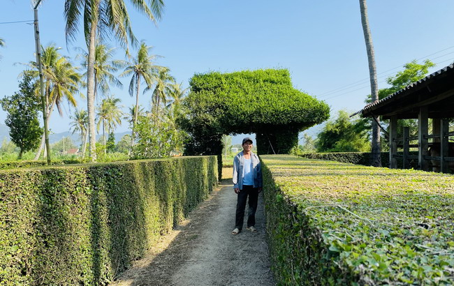 Thân thiện hàng rào, cổng ngõ cây xanh - Báo điện tử Bình Định